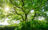 Nature Rising